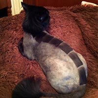 кот подстриженный под дракона
