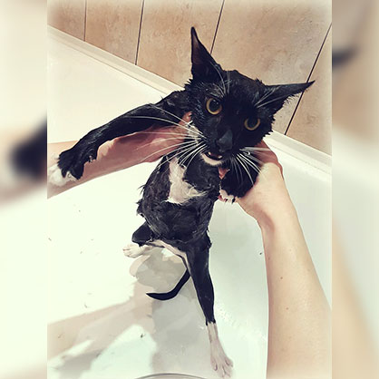 мытье черного кота