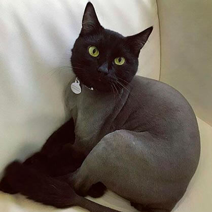 стрижка черной кошки